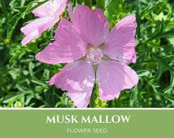 Attēlu rezultāti vaicājumam “Malva moschata alba fruit”