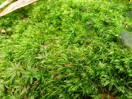 Attēlu rezultāti vaicājumam “Dicranella cerviculata”