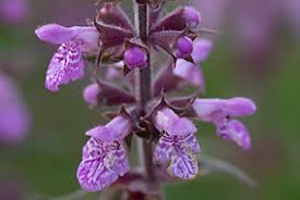 Attēlu rezultāti vaicājumam “Stachys palustris bud”