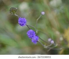 Image result for Succisa pratensis