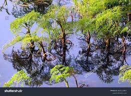Attēlu rezultāti vaicājumam “Oenanthe aquatica leaf”