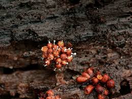Attēlu rezultāti vaicājumam “Polycephalomyces tomentosus”