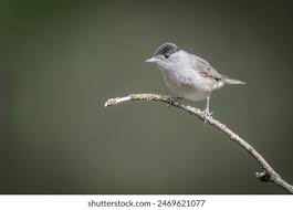 Attēlu rezultāti vaicājumam “Sylvia atricapilla male”