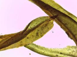 Attēlu rezultāti vaicājumam “Barbula unguiculata”