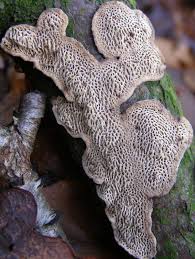 Attēlu rezultāti vaicājumam “Datronia mollis”