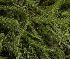 Attēlu rezultāti vaicājumam “Platyhypnidium riparioides”