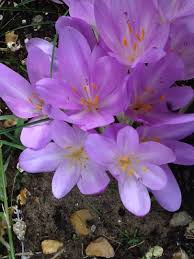 Attēlu rezultāti vaicājumam “Colchicum autumnale”