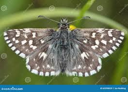 Attēlu rezultāti vaicājumam “Pyrgus alveus upperside”