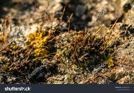 Attēlu rezultāti vaicājumam “Xanthoriicola physciae”