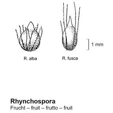 Attēlu rezultāti vaicājumam “Rhynchospora fusca”
