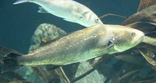 Image result for Argyrosomus inodorus