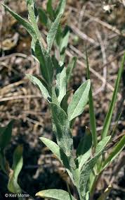 Attēlu rezultāti vaicājumam “Berteroa incana”