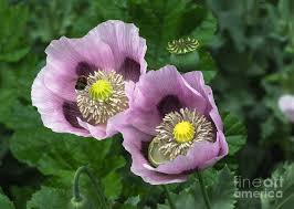 Attēlu rezultāti vaicājumam “Papaver somniferum flower”