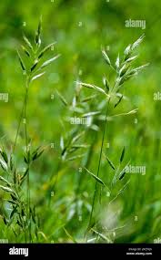 Attēlu rezultāti vaicājumam “Bromus hordeaceus subsp. hordaceus fruit”