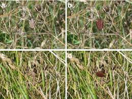 Attēlu rezultāti vaicājumam “Graphosoma lineatum nymph”