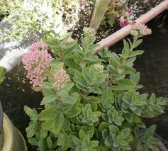 Attēlu rezultāti vaicājumam “Hylotelephium telephium bud”