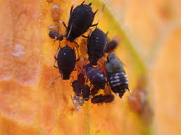 Attēlu rezultāti vaicājumam “Aphis fabae”