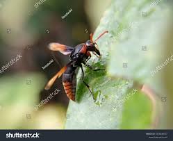 Attēlu rezultāti vaicājumam “Eumenidae”