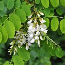Attēlu rezultāti vaicājumam “Robinia neomexicana flower”