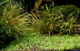 Attēlu rezultāti vaicājumam “Elatine hydropiper leaf”