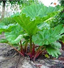Attēlu rezultāti vaicājumam “Rheum rhabarbarum flower”