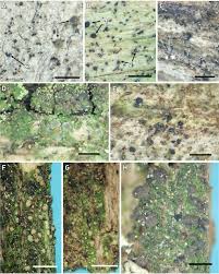 Attēlu rezultāti vaicājumam “Micarea sp.”