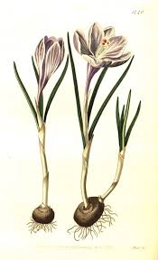 Attēlu rezultāti vaicājumam “Crocus vernus subsp. vernus flower”