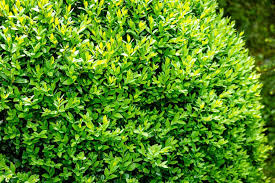 Attēlu rezultāti vaicājumam “Buxus sempervirens”