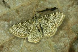 Attēlu rezultāti vaicājumam “Hydria undulata”