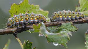 Attēlu rezultāti vaicājumam “Cimbex femoratus imago”