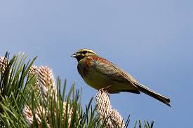 Image result for Emberiza cirlus