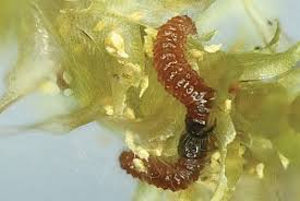 Attēlu rezultāti vaicājumam “Catoptria permutatellus”