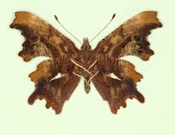 Attēlu rezultāti vaicājumam “Polygonia c-album underside”