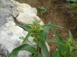 Attēlu rezultāti vaicājumam “Campanula glomerata fruit”