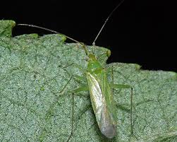 Attēlu rezultāti vaicājumam “Blepharidopterus angulatus”