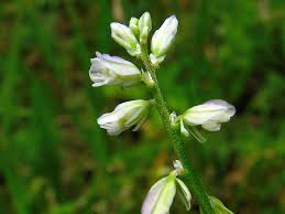 Attēlu rezultāti vaicājumam “Polygala amarella”