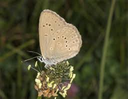 Attēlu rezultāti vaicājumam “Maculinea alcon underside”