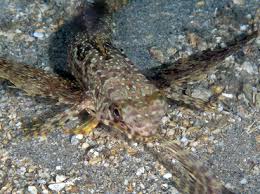 Image result for Dactylopterus volitans