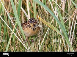 Image result for Emberiza fucata