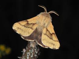 Attēlu rezultāti vaicājumam “Malacosoma castrensis”