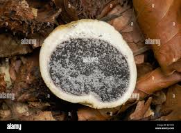 Attēlu rezultāti vaicājumam “Fuligo gyrosa spores”