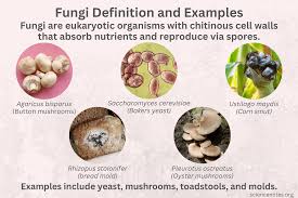 Attēlu rezultāti vaicājumam “fungi”