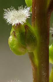 Attēlu rezultāti vaicājumam “Triglochin palustre flower”
