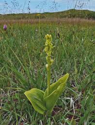 Attēlu rezultāti vaicājumam “Liparis loeselii flower”