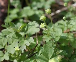Attēlu rezultāti vaicājumam “Adoxa moschatellina leaf”