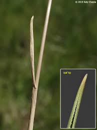 Attēlu rezultāti vaicājumam “Poa compressa leaf”