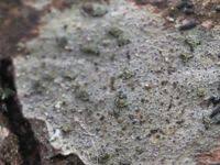 Attēlu rezultāti vaicājumam “Alyxoria varia”