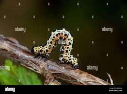 Attēlu rezultāti vaicājumam “Abraxas grossulariata larva”