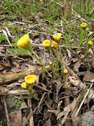 Attēlu rezultāti vaicājumam “Tussilago farfara flower”