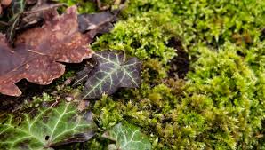 Attēlu rezultāti vaicājumam “Pleurocarpous mosses”